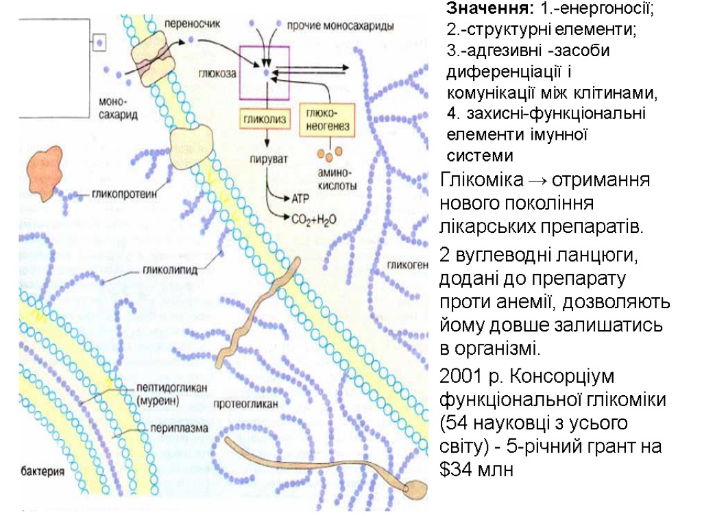 Значення: 1.-енергоносії; 2.-структурні елементи; 3.-адгезивні -засоби диференціації і комунікації між клітинами, 4. захисні-функціональні елементи